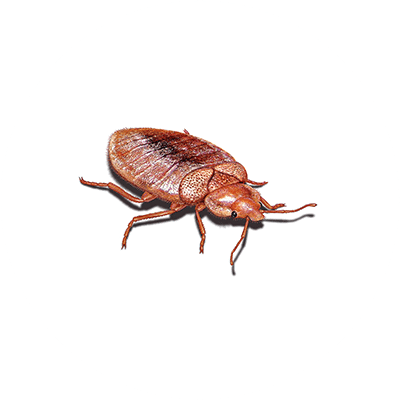 Bed Bug Treatment at Orkin of Northeast Arkansas