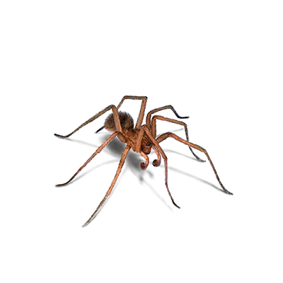 Spider Treatments Orkin of Northeast Arkansas