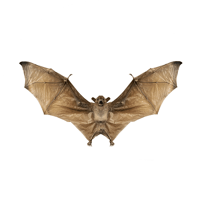 Bat Treatment Orkin of Northeast Arkansas